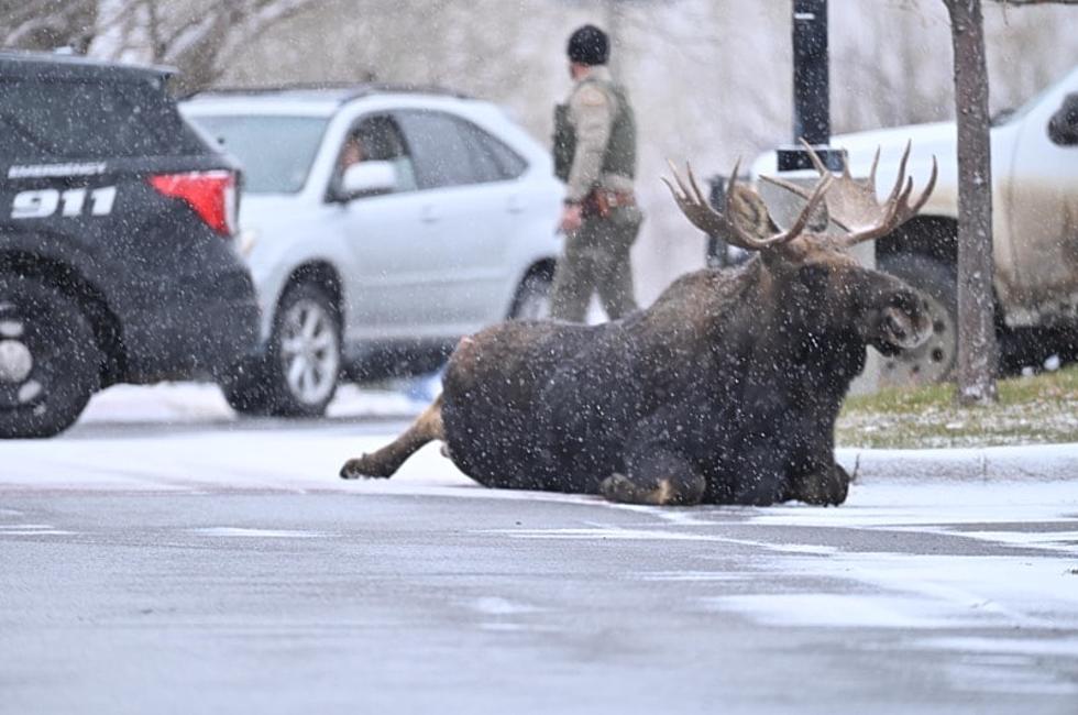 Stunning Bull Moose Gets Early Start on Xmas Shopping in Bozeman