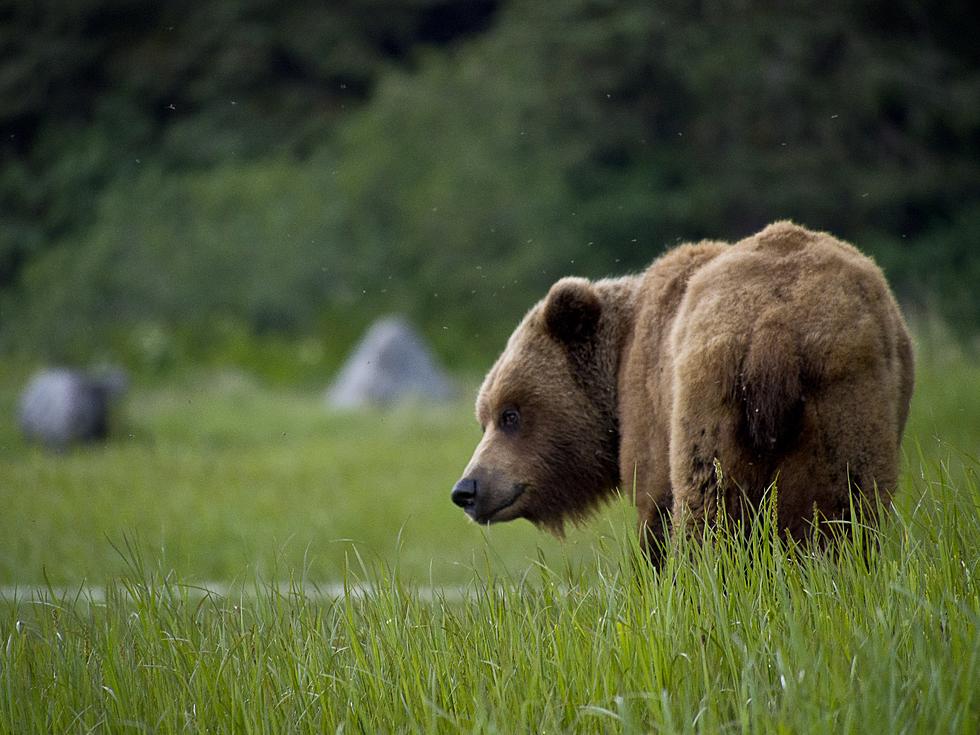 This Popular Landmark Is In Heart Of Montana's Grizzly Country
