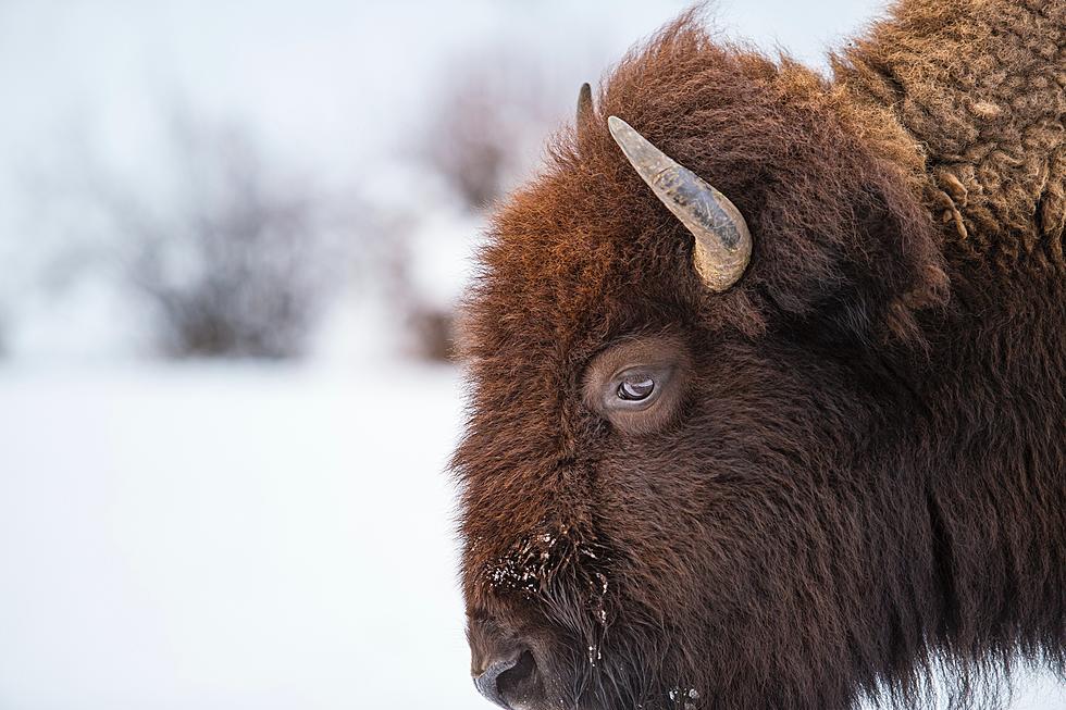 10 Tips For Visiting Yellowstone National Park This Winter