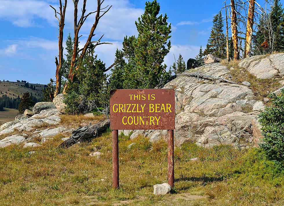 6 Ways to Make Sure You're 'Bear Aware' in Montana