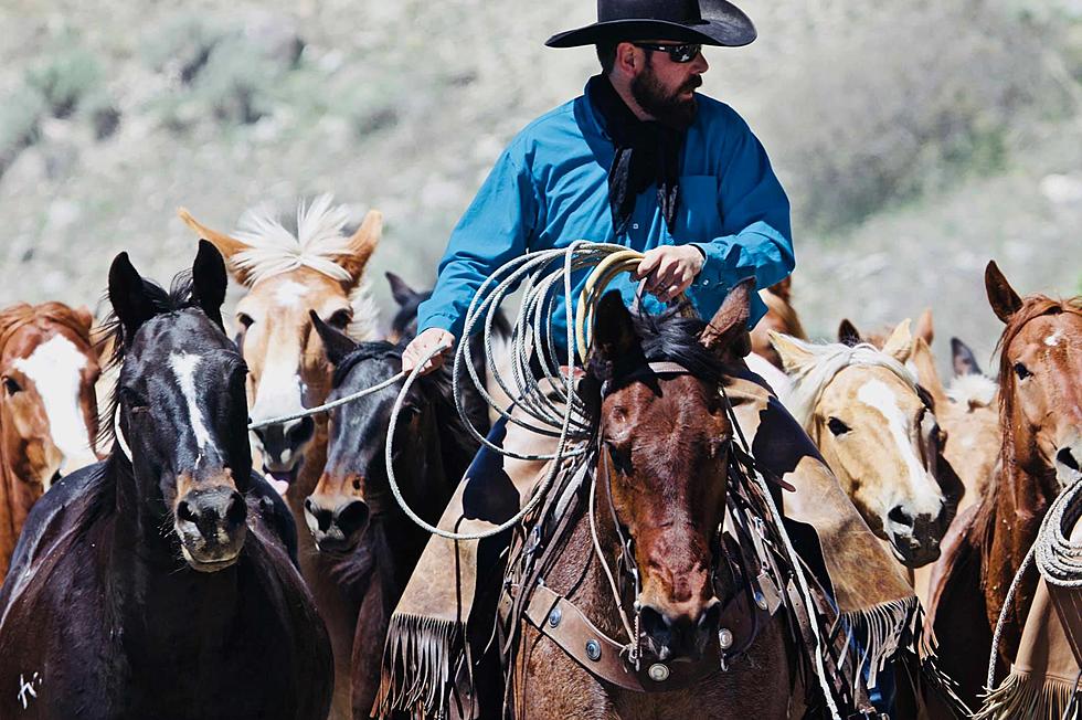 Montana's Largest Horse Drive Will Make Your Jaw Drop