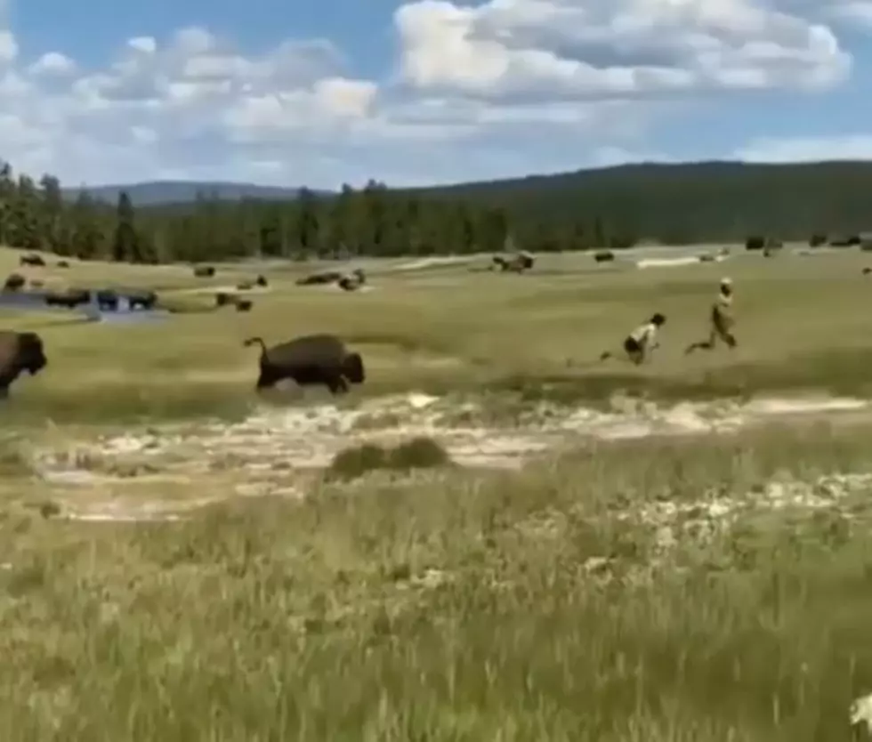 [WATCH] Tourists Scream in Horror as Bison Nearly Mauls Woman