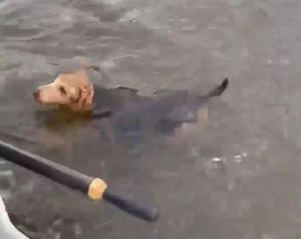 It's a Miracle! Angler Rescues Lost Dog on Yellowstone River