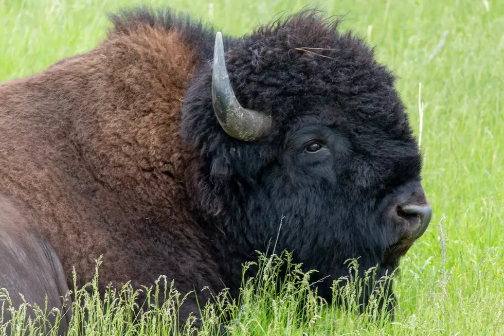 VIDEO: Bison Goring At Yellowstone National Park