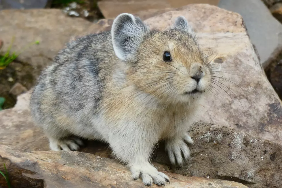 9 Pictures of The Cutest Little Critter in Montana