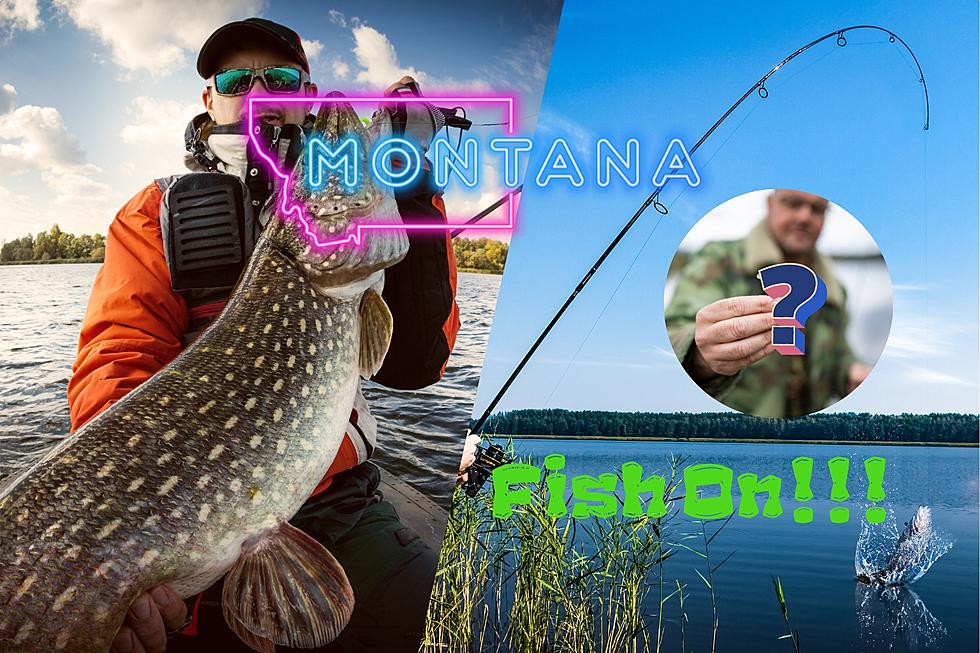 Hooked! This Massive Montana Insect Makes The Best Fish Bait