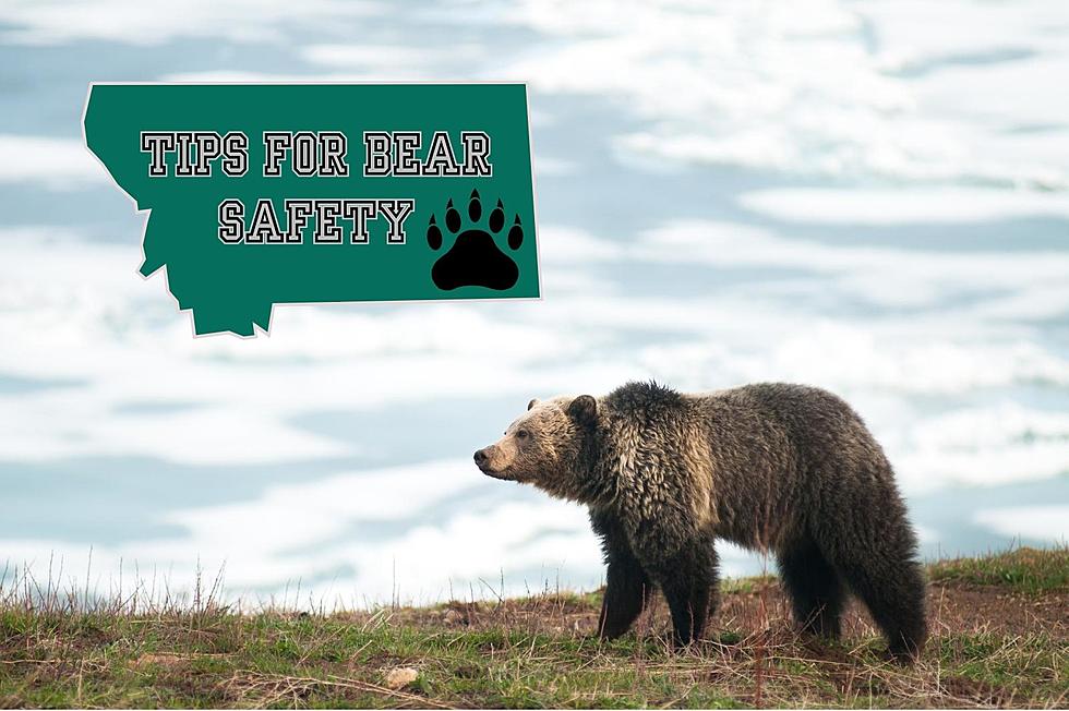 Montana is Grizzly Bear Country! Here&#8217;s How To Protect Yourself