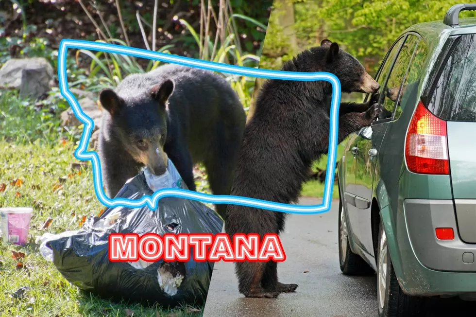 How to Deal with a Curious Critter in Your Montana Car