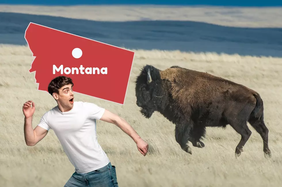 5 Reasons Montana Bison Are Famous (Aside From Killing Tourons)