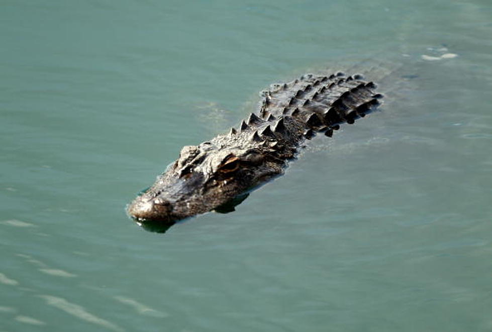 Croc Found In Minnesota River