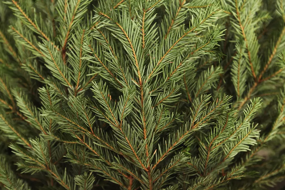 WARNING!  Your Christmas Tree Could Be Making Your Family Sick