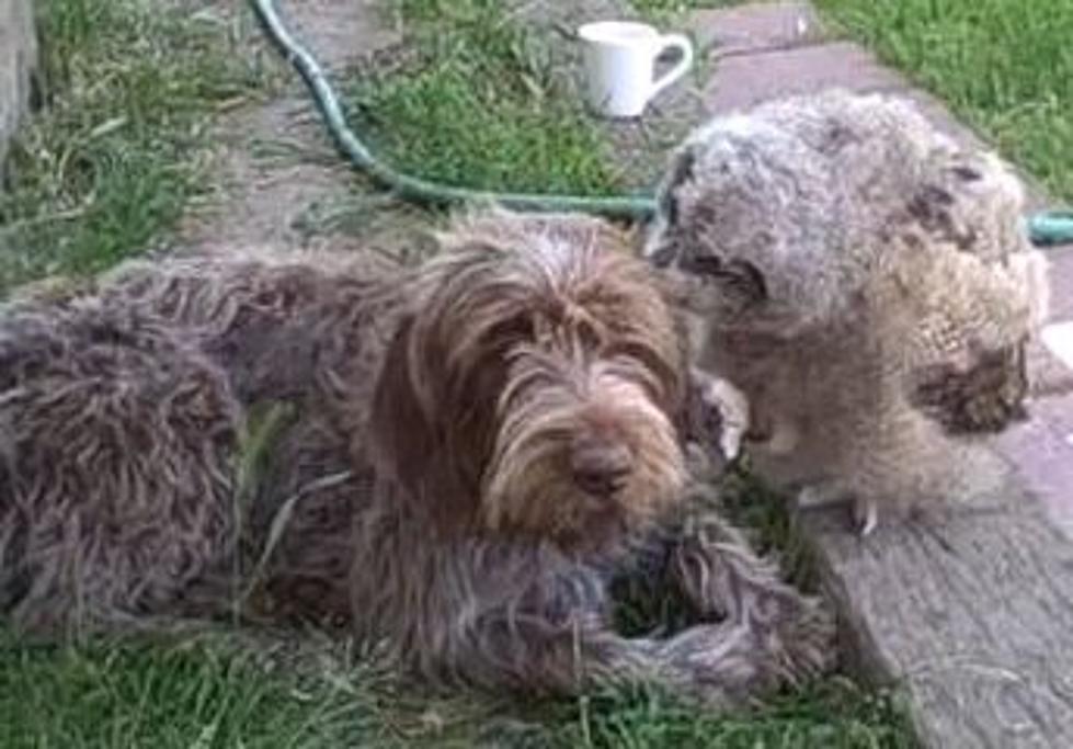 ADORABLE:  Feel The Love Between A Dog And An Owl [VIDEO]