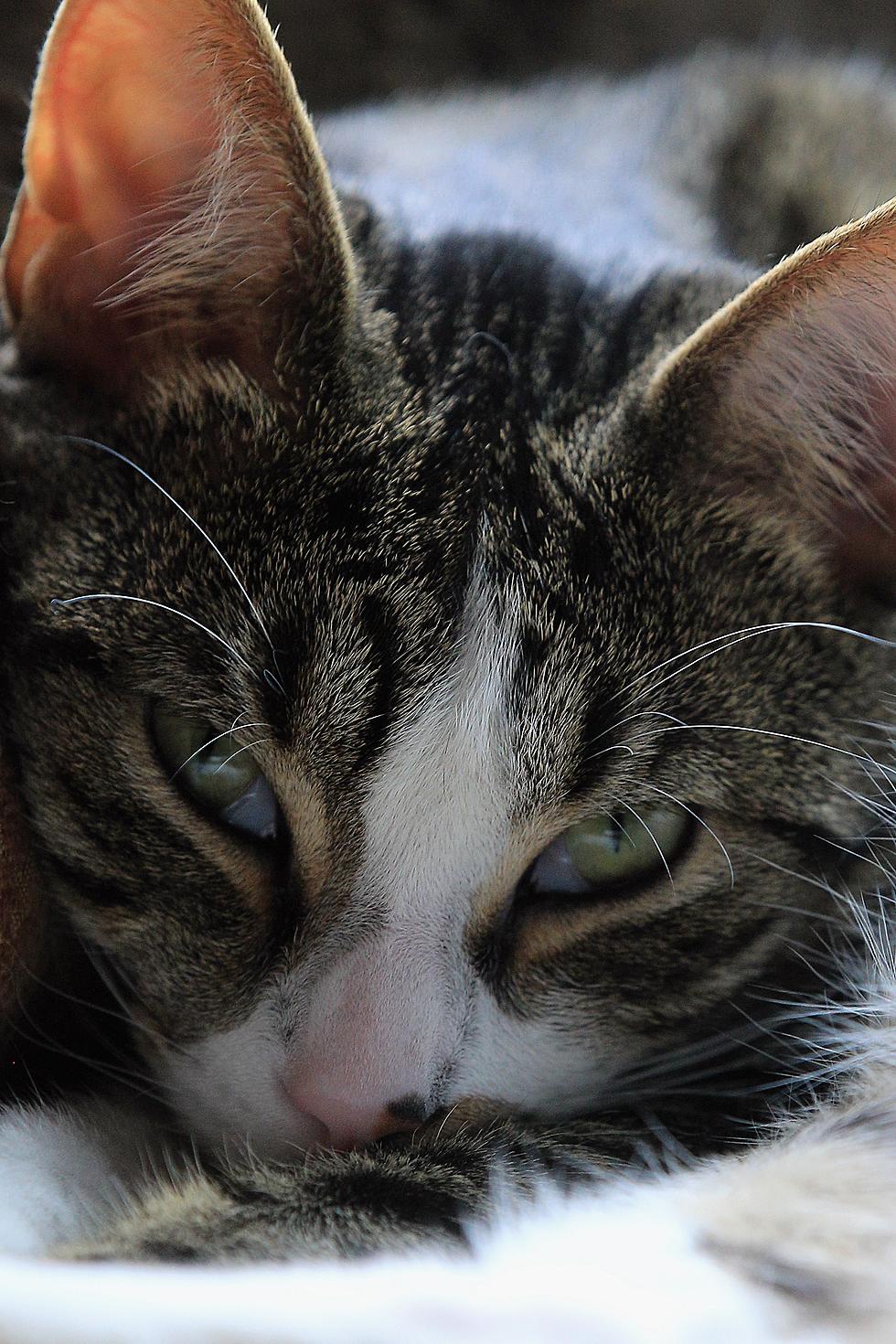 Your Feline’s Fecal Matter Could Be Making You Crazy