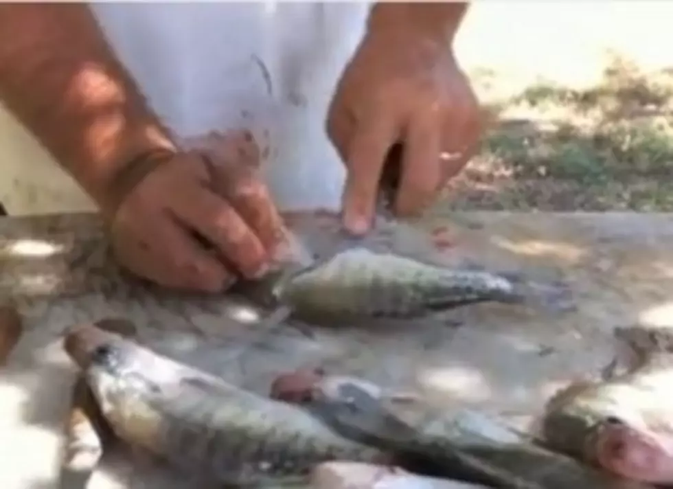 37 Crappies Filleted In Just Over 4 Minutes [Video]