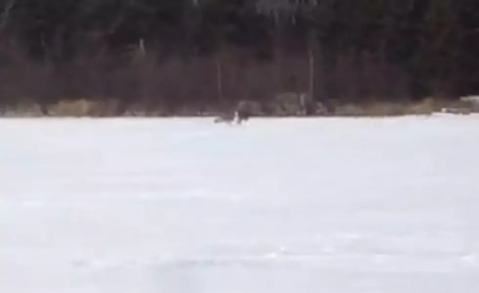 Wolf Taking Down Deer Caught On Camera Near Brimson, MN [Video]