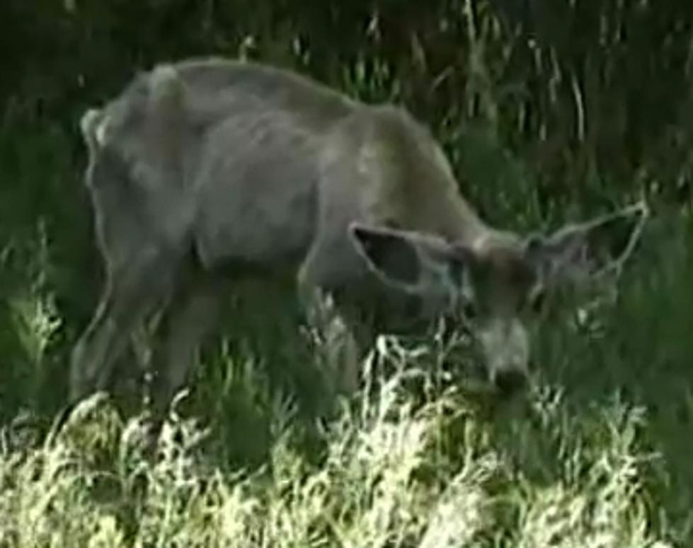 Learn More About Chronic Wasting Disease, And How You Can Help [Video]