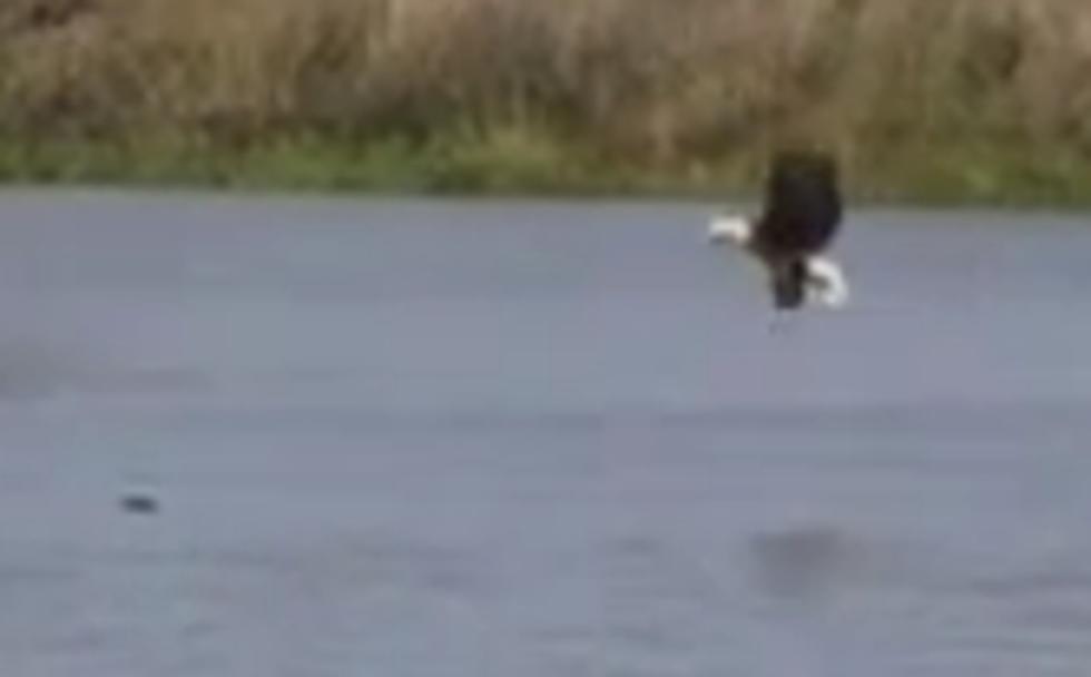 Eagle Swims With Fish To Shore After It’s Too Heavy To Fly With