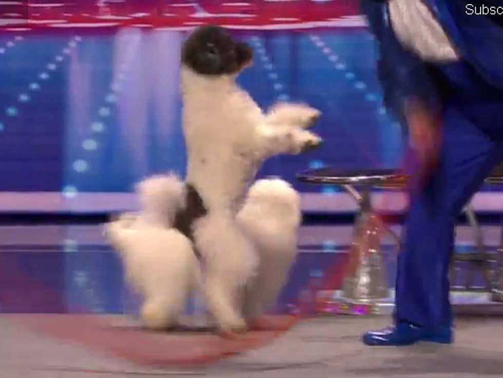 Watch Amazing Jump Roping Dogs & Other Tricks On America’s Got Talent [VIDEO]