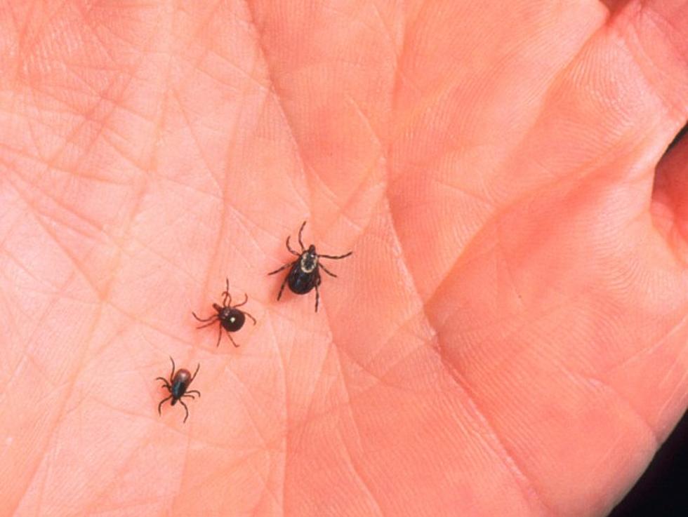 The Bite Of A Lone Star Tick Can Turn You Into A Vegetarian