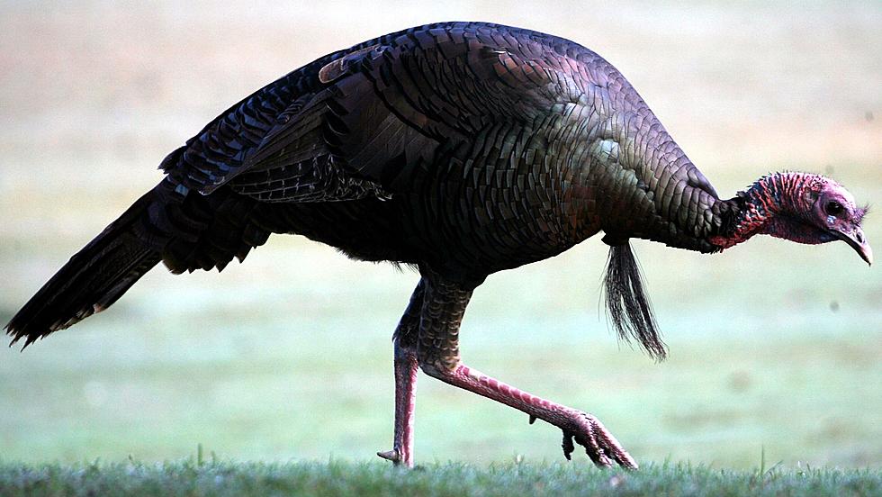 DNR Says No Application Needed For 2012 Fall Turkey Hunt
