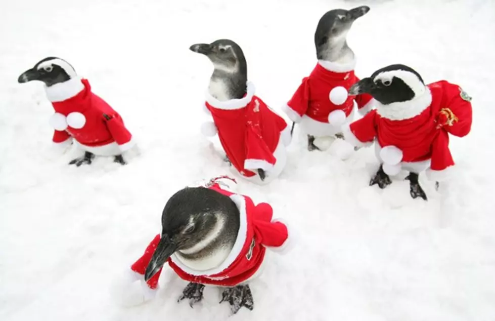 Knitting Community:  Your Talents Are Needed To Clothe Penguins, Pattern Included