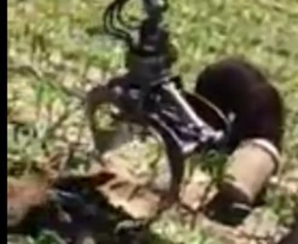 Watch a Wisconsin Lumberjack Rescue a Black Bear with a Milk Can Stuck On Its Head [VIDEO]