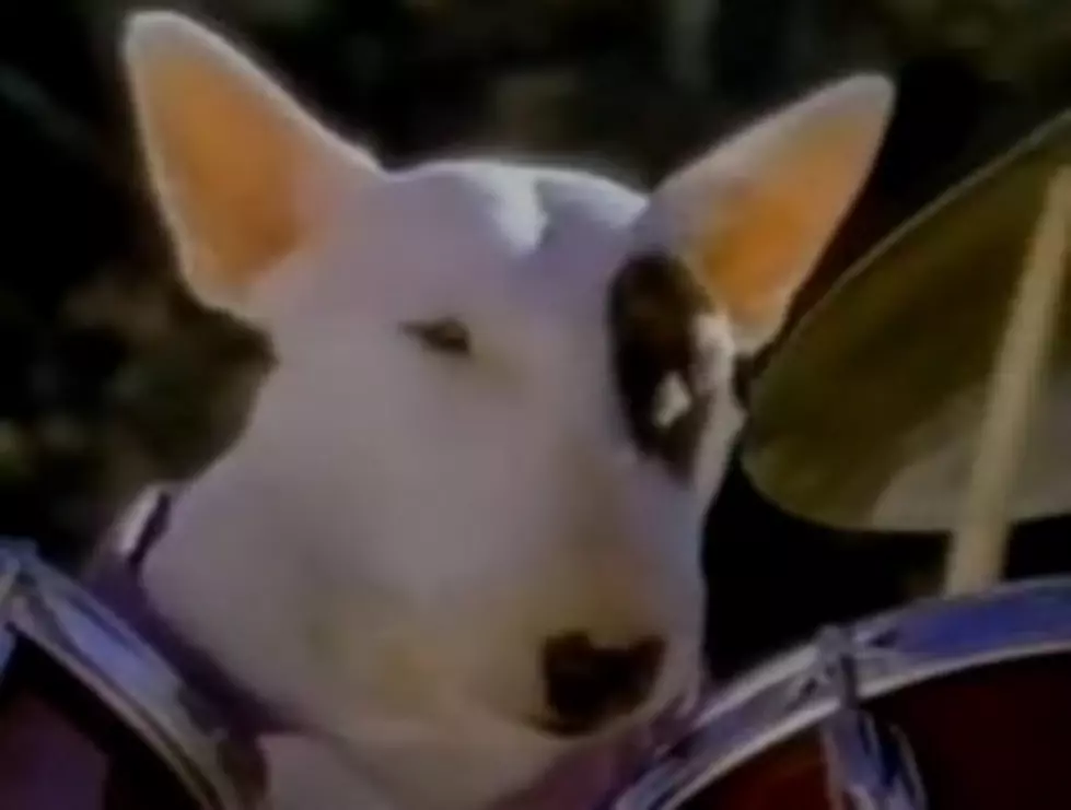 Remembering Spuds McKenzie on Bring Your Dog To Work Day [VIDEOS]