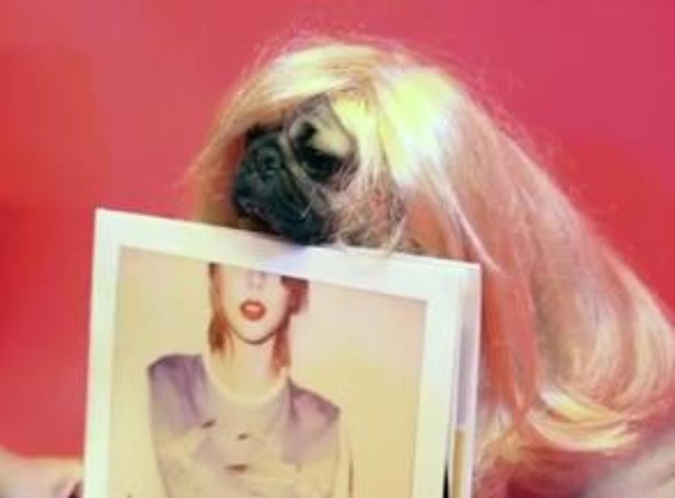Watch Doug the Pug Recreates Taylor Swift Instagram Photos [VIDEO]