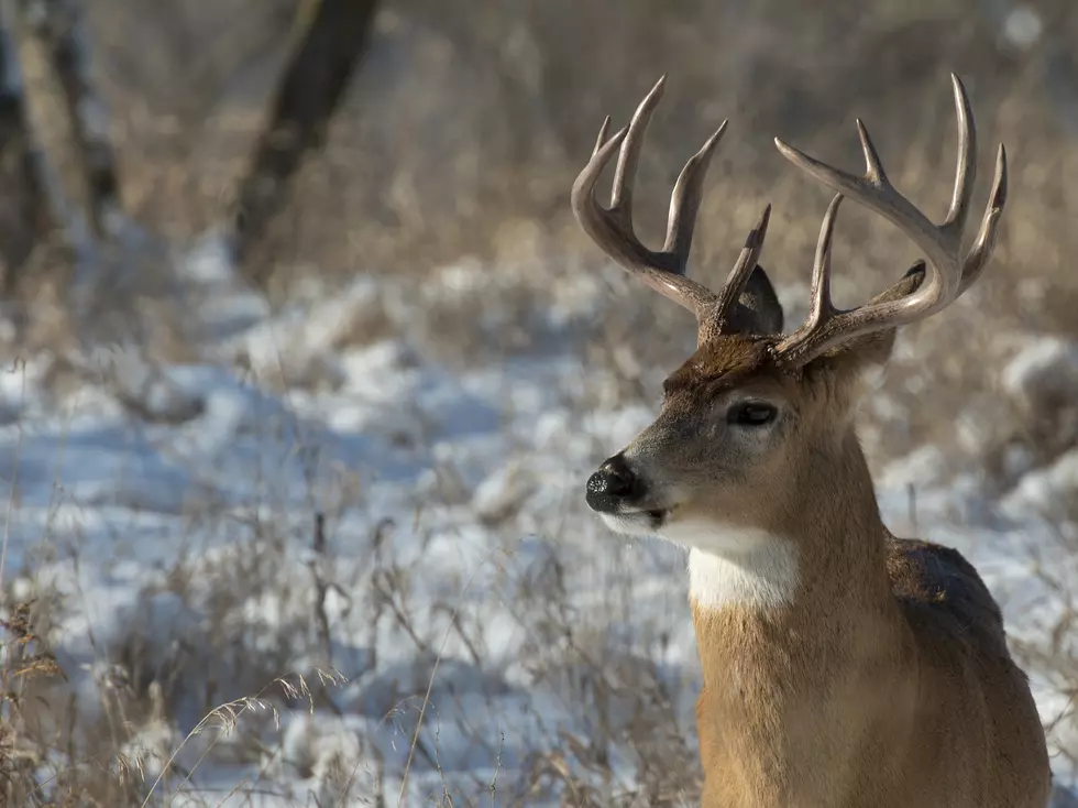 Here’s A Little Known Change To MN Deer Hunting Licenses This Year