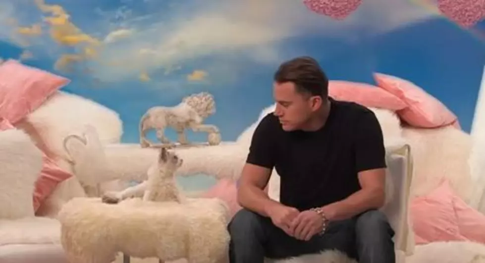 Watch Channing Tatum Say 8 Hateful Things to a Kitten [VIDEO]