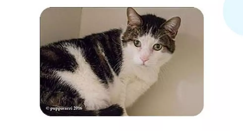 Animal Allies Pet Of The Week Is An Adorable Brown And White Tabby