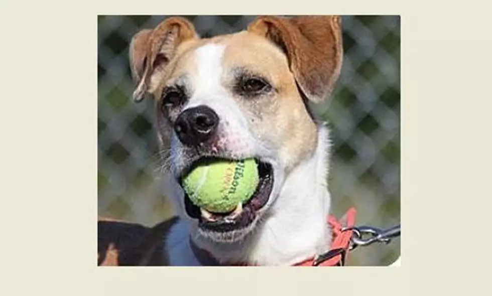Animal Allies Pet Of The Week Is Freddy And He Loves Squeaky Toys