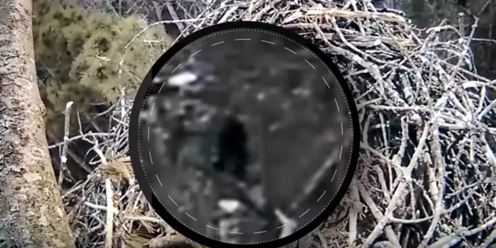 Bigfoot Sighting?  Wildlife Cam Captures Footage in Michigan [VIDEO]