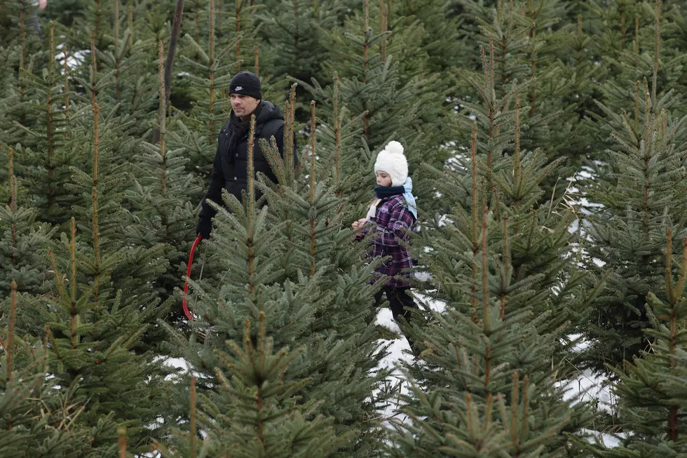 31 Years Of Christmas Trees And Memories At The Chub Lake Tree Farm