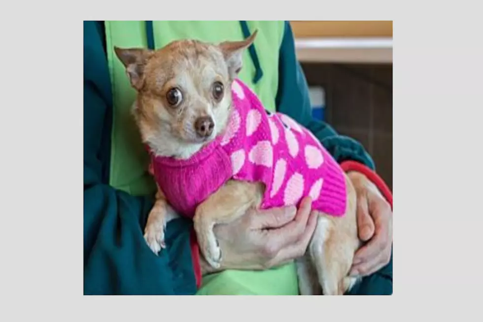 Animal Allies Pet Of The Week Is A Gentle Chihuahua Mix