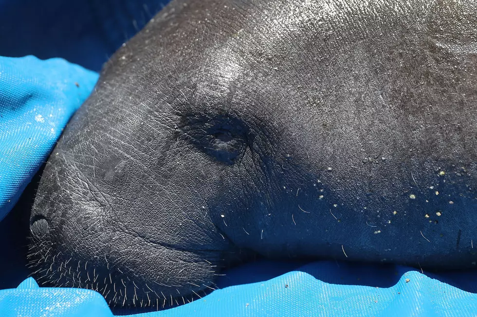 Unusual Valentine’s Day Gift Idea:  Membership To The Manatee Club [VIDEO]