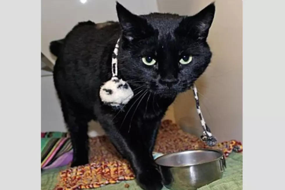 A Quiet, Gentle Black Cat Named Inky Is Our Animal Allies Pet Of The Week