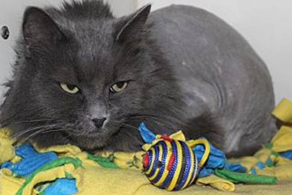 Mary The Snuggler Adopted, Symphony Is Our New Animal Allies Pet Of The Week