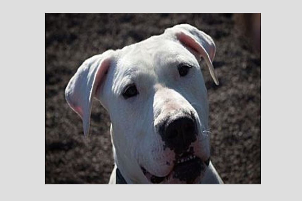 Animal Allies Pet Of The Week Is A White Dogo Argentino/American Bulldog Mix