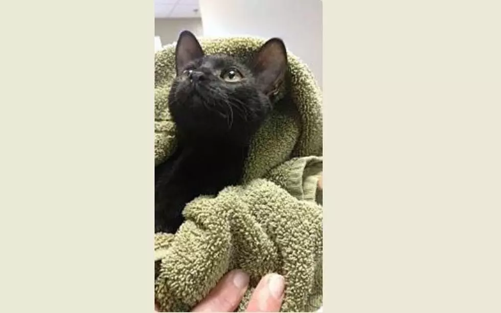 Cuddle With A Kitten Named Curry, Our Animal Allies Pet Of The Week