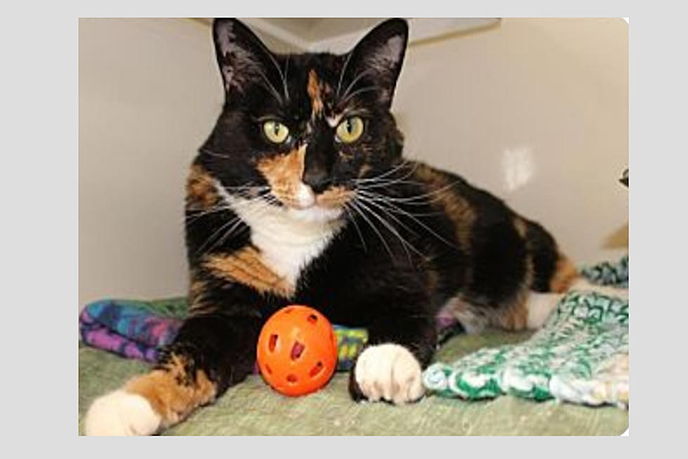 Our Animal Allies Pet Of The Week Is Looking For A Good Lap