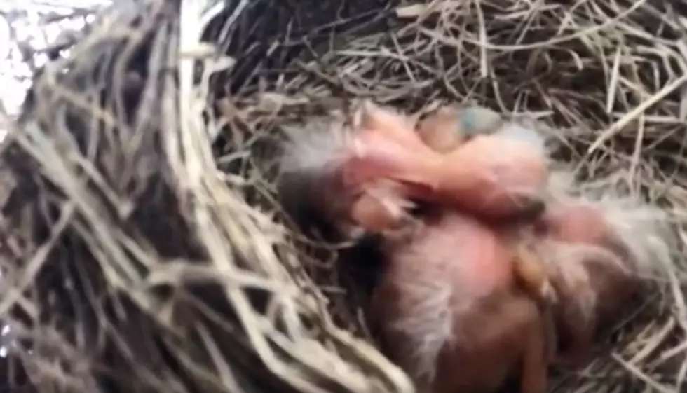 Check Out These Baby Robins That Hatched on 4th of July