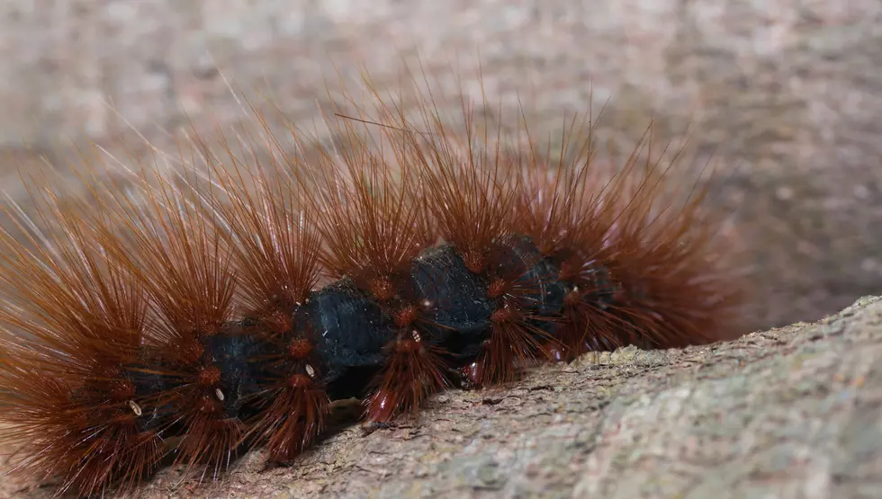 Can A Woolly Worm Predict How Our Winter Will Be?