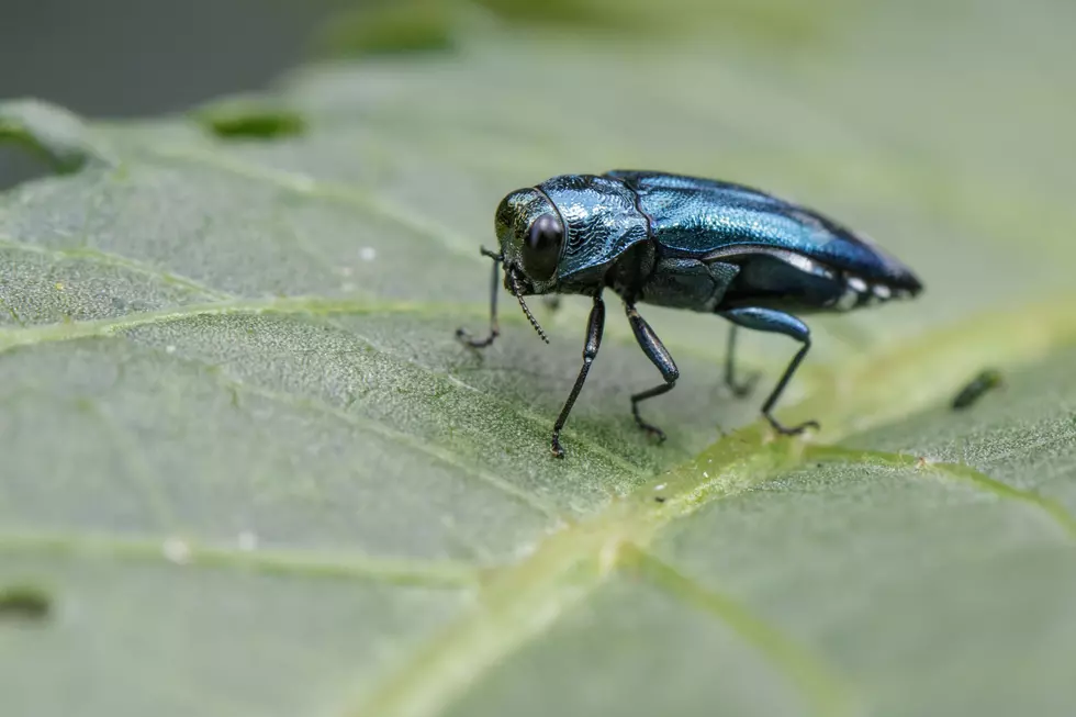 Extreme Cold Weather Means Less Asian Beetles & Emerald Ash Borers