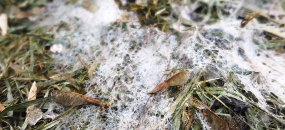 That Stuffy Head + Sneezing Could Be From Snow Mold; Here Are Prevention Tips