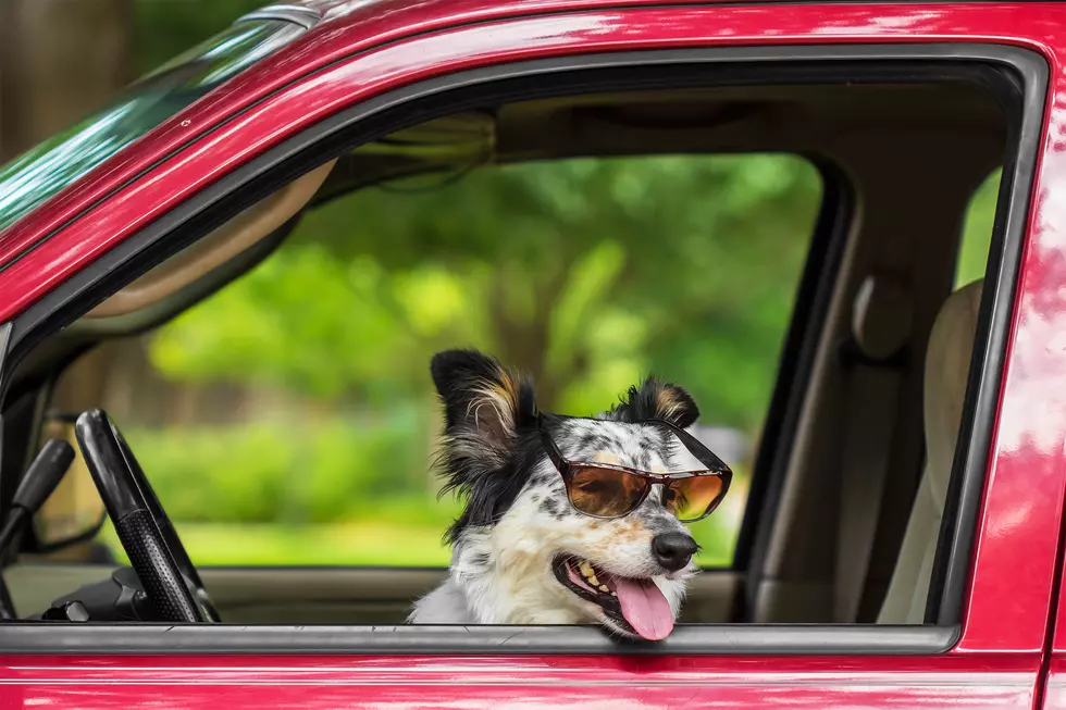 Cloquet PD Reminds You To Not Leave Pets In Hot Cars
