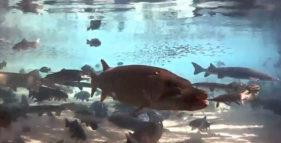You Can Watch The Live DNR Fish Cam From The Minnesota State Fair