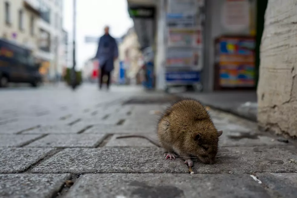 CDC: Be Cautious Of Unusual And Aggressive Behavior From Rodents