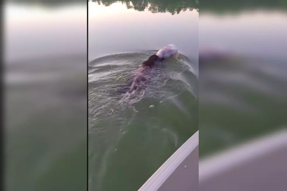 Wisconsin Family Goes Viral For Helping Bear Struggling In Lake