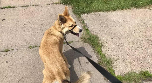 Trying To Train A Puppy To Walk On A Leash? Try Gentle Leader